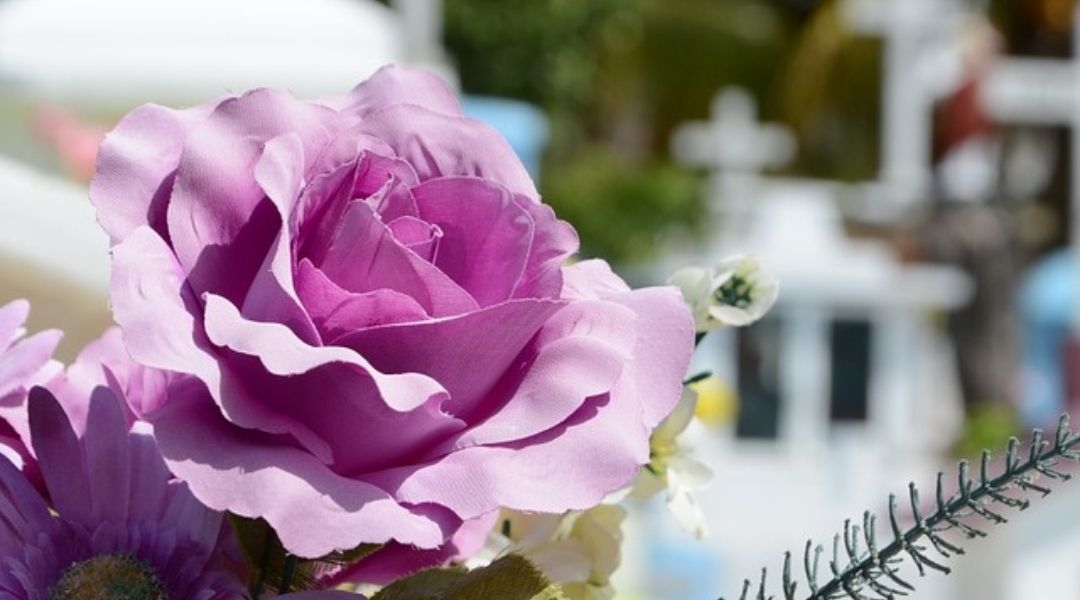 Beautiful purple rose in a cemetery